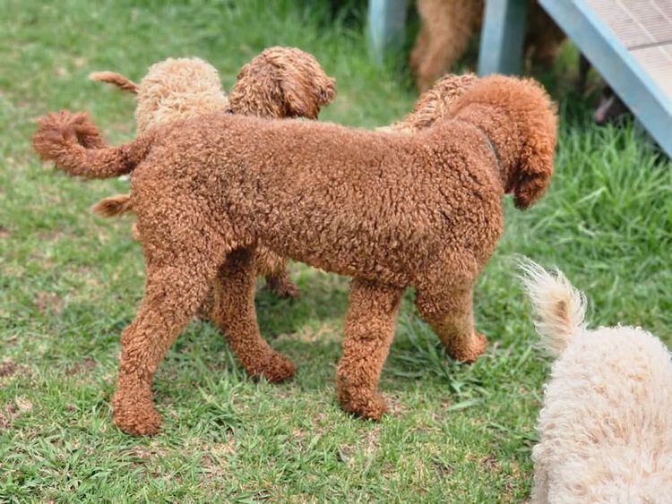 Par Annette Standard Poodles