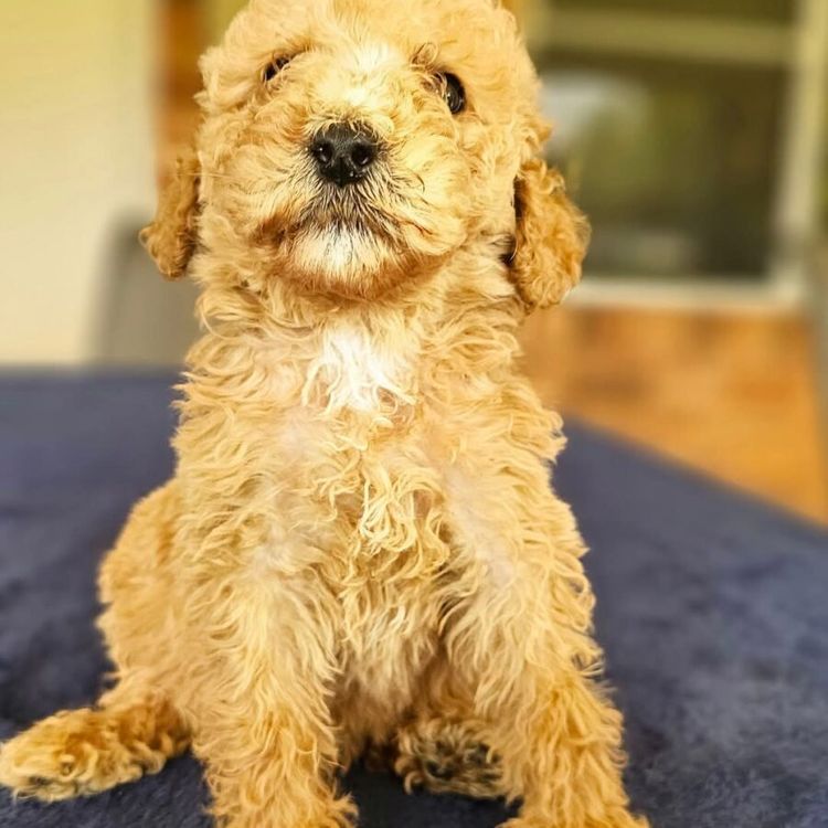 Par Annette Standard Poodles