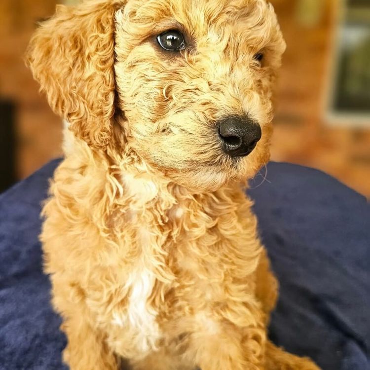 Par Annette Standard Poodles