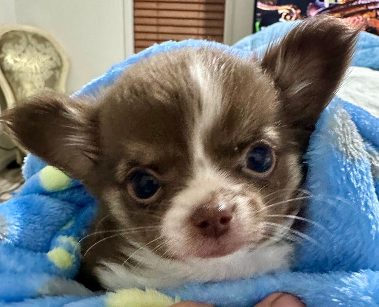 Dainty Paws - Chihuahuas