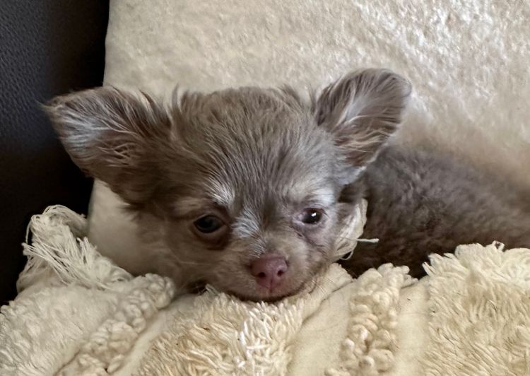 Dainty Paws - Chihuahuas