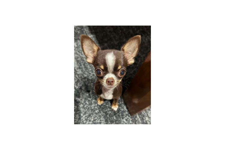 Dainty Paws - Chihuahuas
