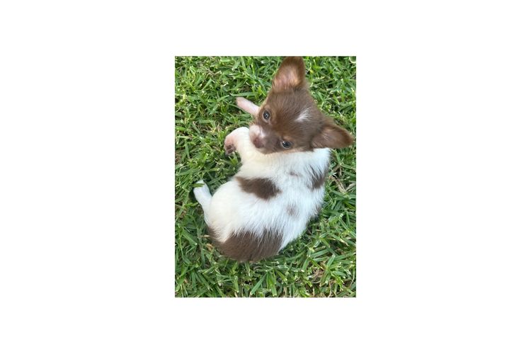 Dainty Paws - Chihuahuas
