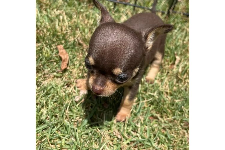 Dainty Paws - Chihuahuas