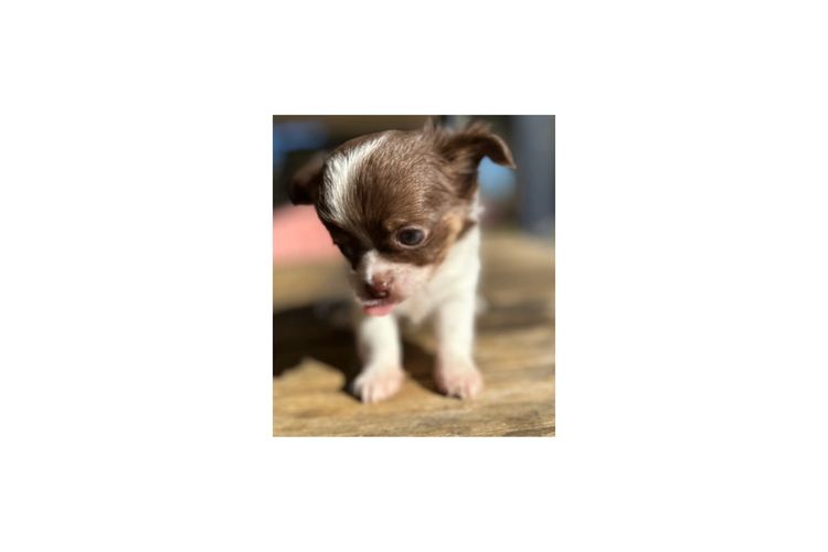 Dainty Paws - Chihuahuas