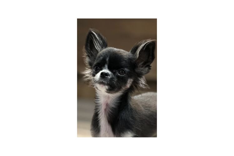 Dainty Paws - Chihuahuas