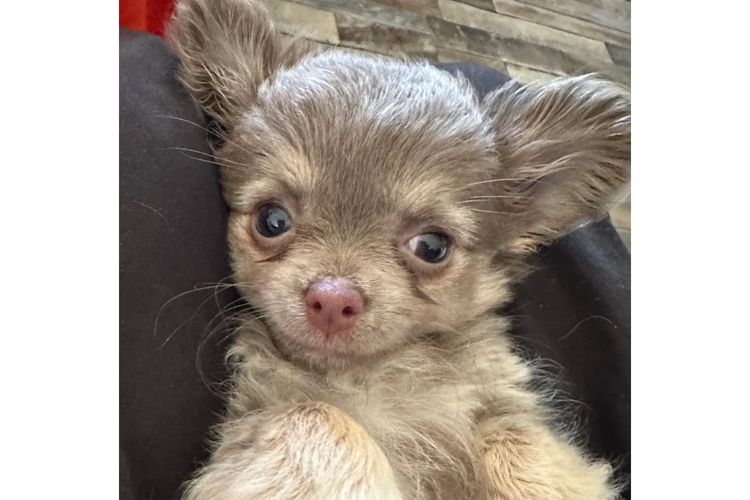 Dainty Paws - Chihuahuas