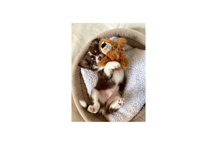 Dainty Paws - Chihuahuas