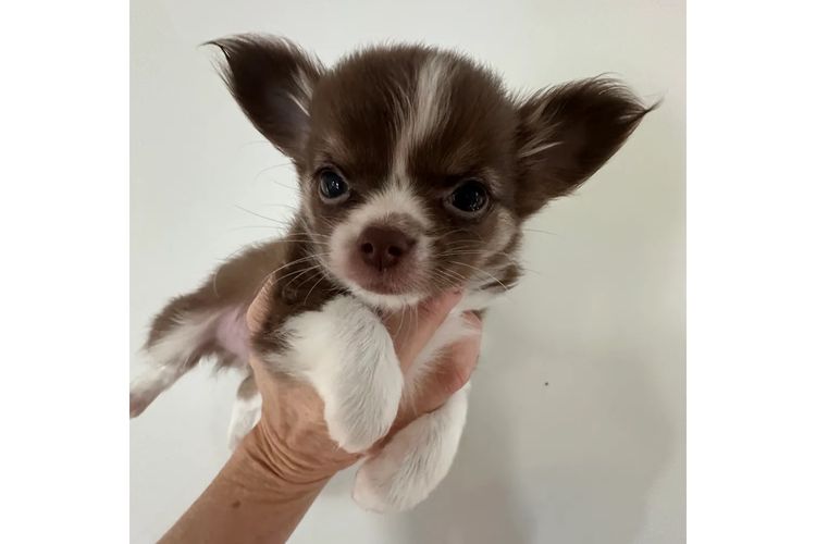 Dainty Paws - Chihuahuas