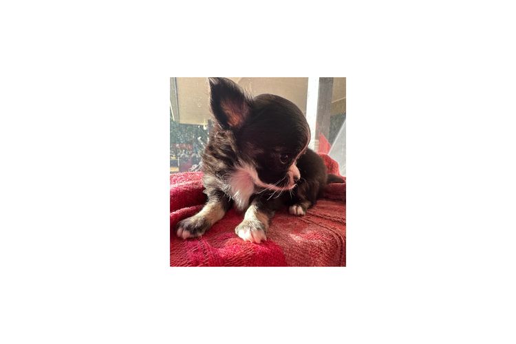 Dainty Paws - Chihuahuas