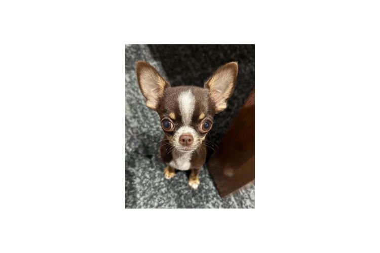 Dainty Paws - Chihuahuas