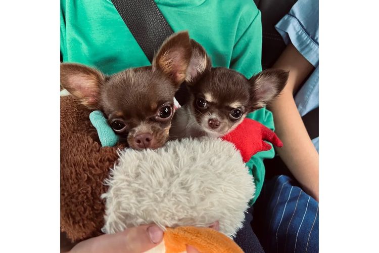 Dainty Paws - Chihuahuas