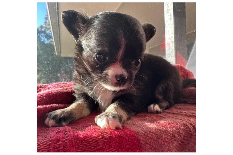 Dainty Paws - Chihuahuas