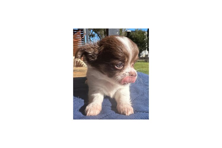 Dainty Paws - Chihuahuas