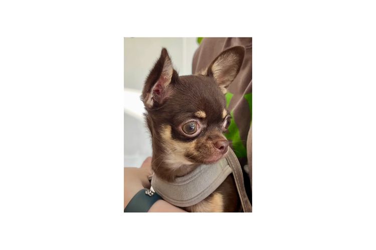 Dainty Paws - Chihuahuas