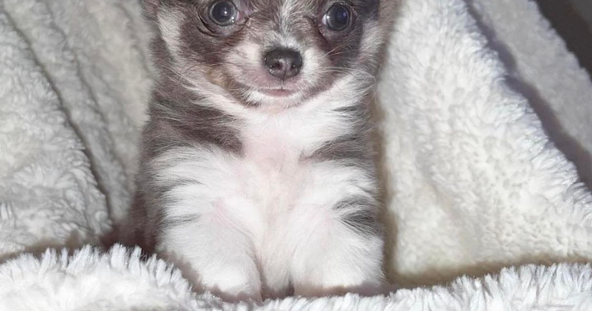 Dainty Paws Chihuahuas Responsible Breeder In Queensland Rightpaw