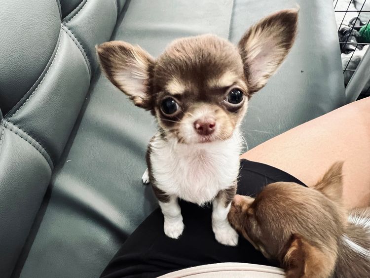 Dainty Paws - Chihuahuas