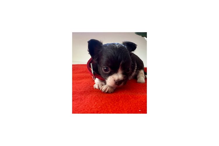 Dainty Paws - Chihuahuas