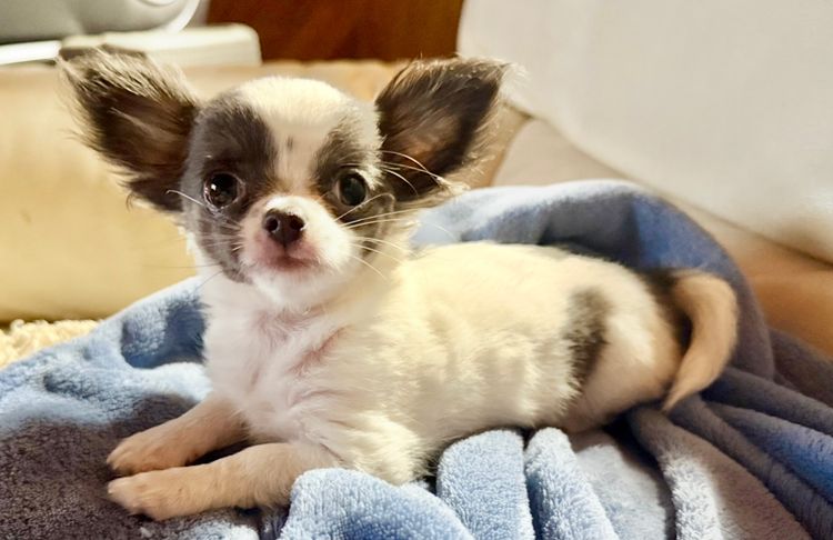 Dainty Paws - Chihuahuas