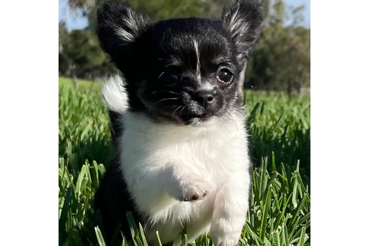 Dainty Paws - Chihuahuas