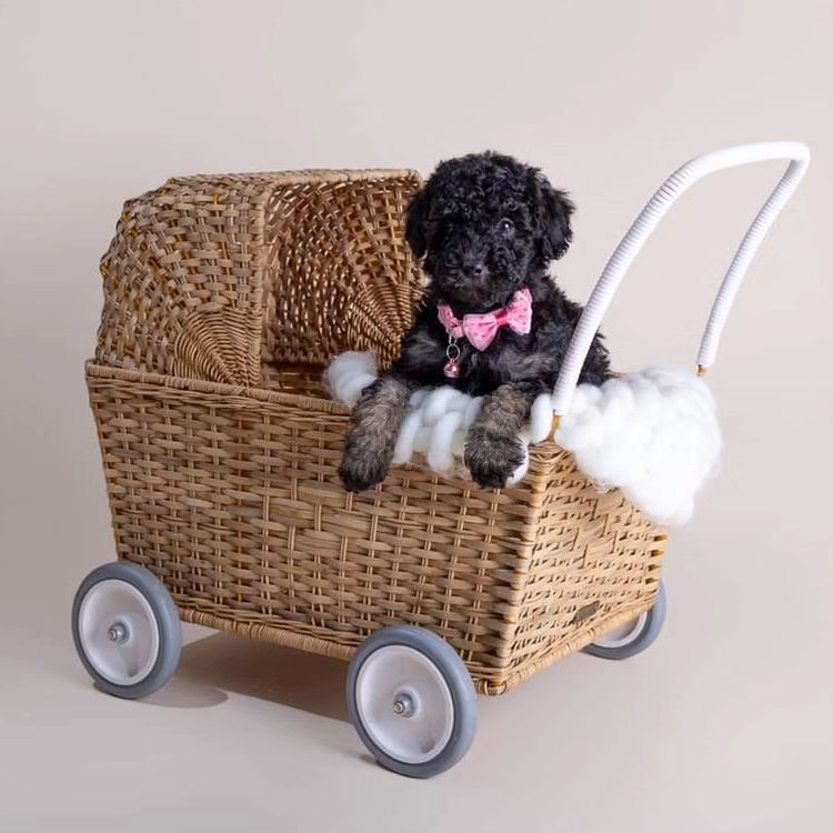 Miniature Poodles. Point Cook