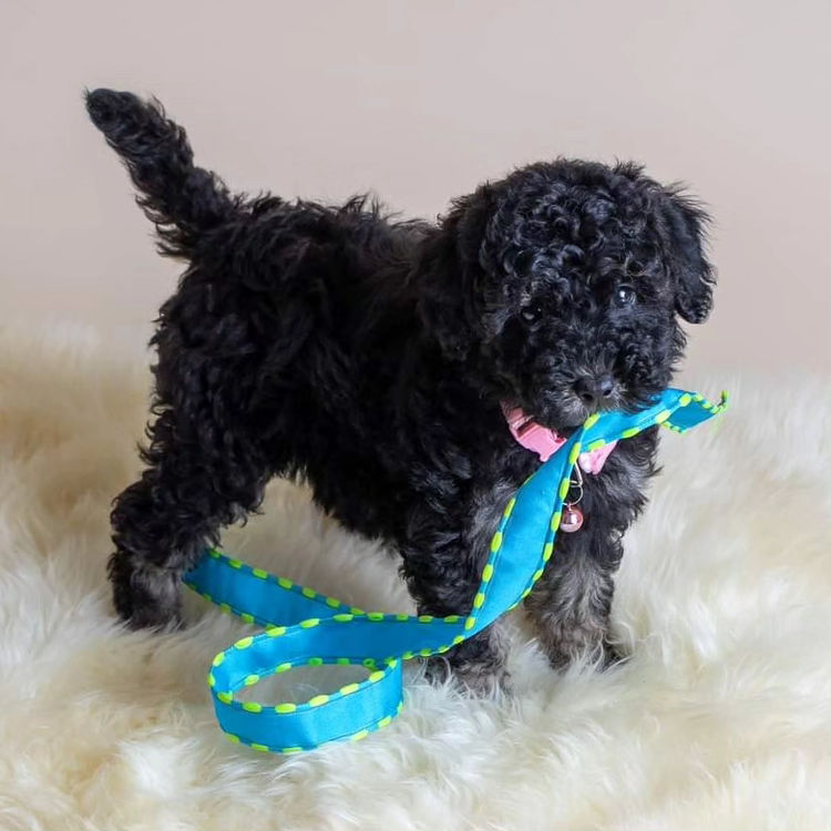 Miniature Poodles. Point Cook