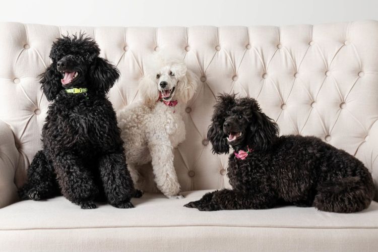 Miniature Poodles. Point Cook