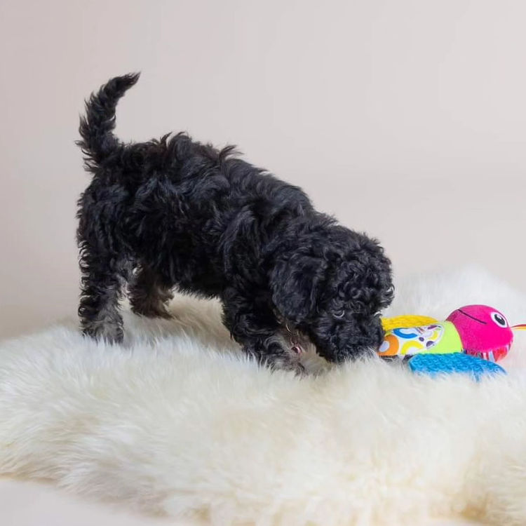 Miniature Poodles. Point Cook