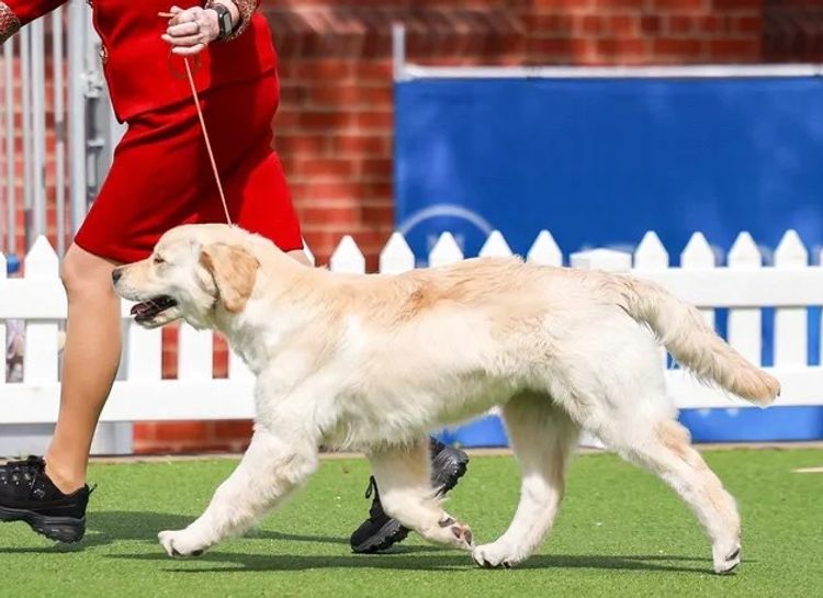Rosengold Golden Retrievers