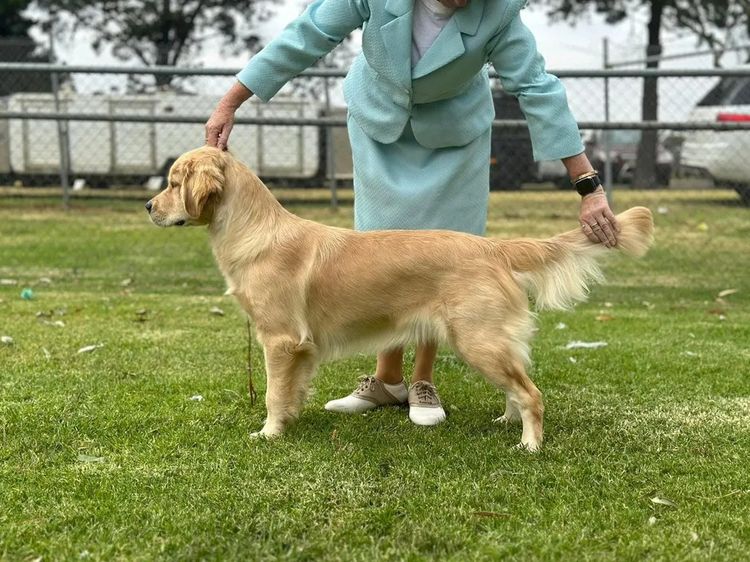 Rosengold Golden Retrievers