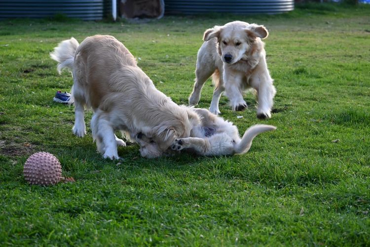 Rosengold Golden Retrievers
