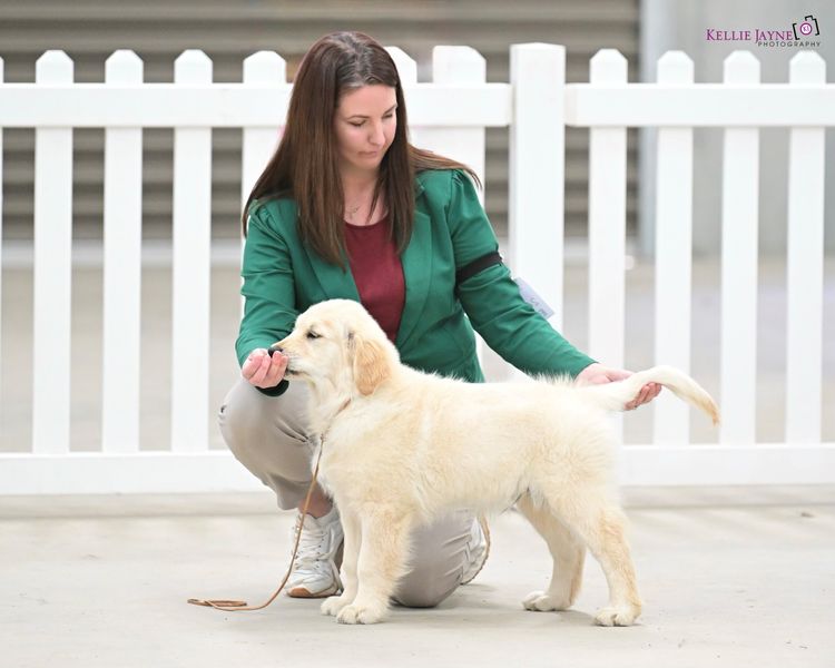 Rosengold Golden Retrievers
