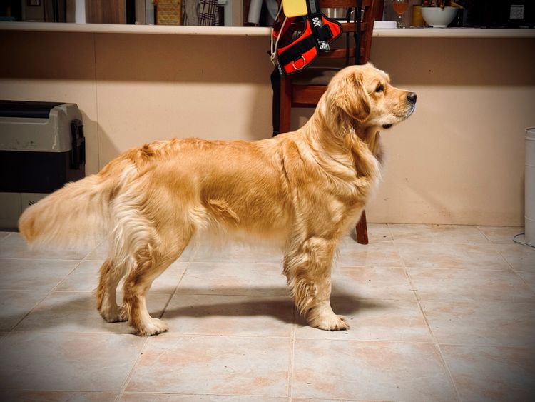 Rosengold Golden Retrievers