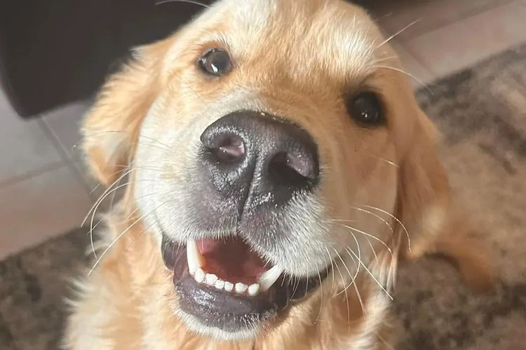 Rosengold Golden Retrievers
