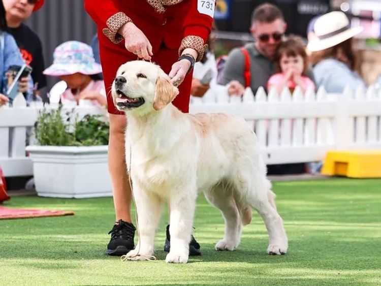 Rosengold Golden Retrievers