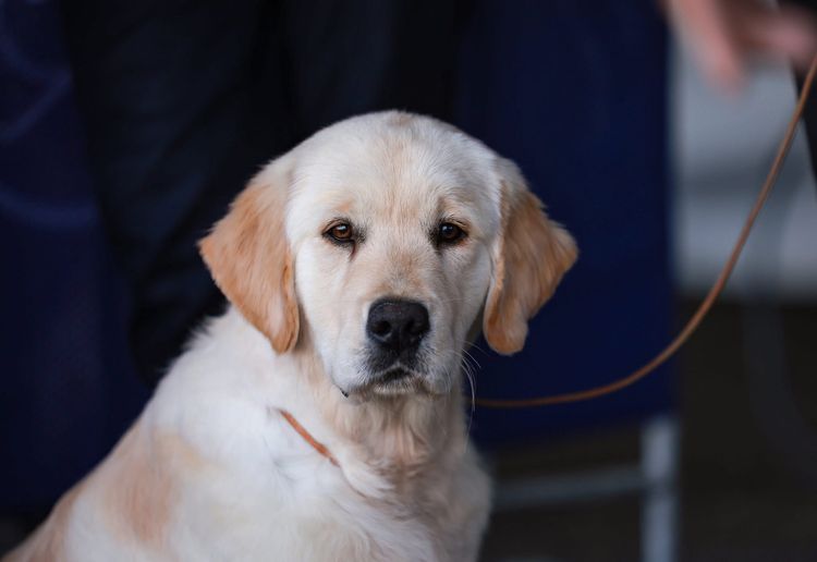 Rosengold Golden Retrievers