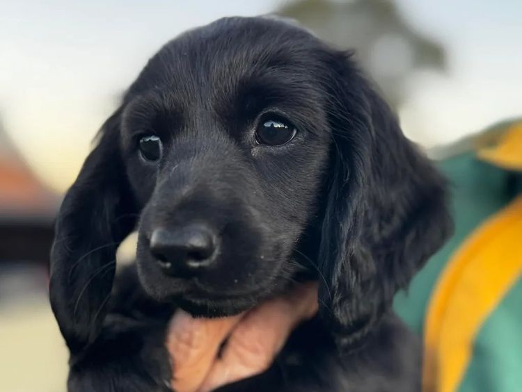 Tobiyah Dachshunds (MDBA Registered Breeder)