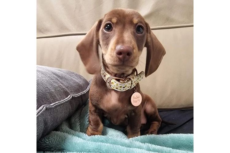 Tobiyah Dachshunds (MDBA Registered Breeder)