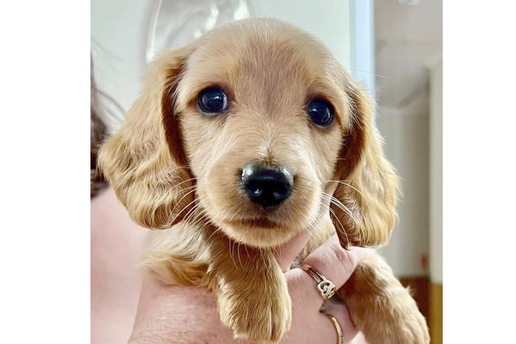 Tobiyah Dachshunds (MDBA Registered Breeder)