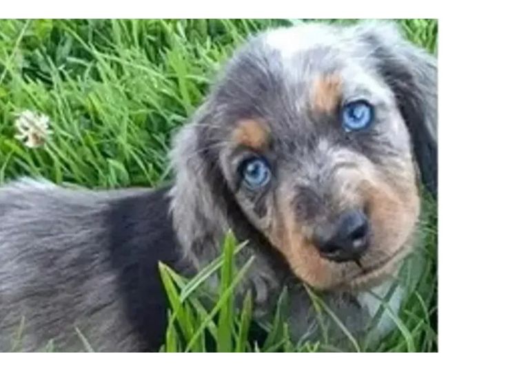 Tobiyah Dachshunds (MDBA Registered Breeder)