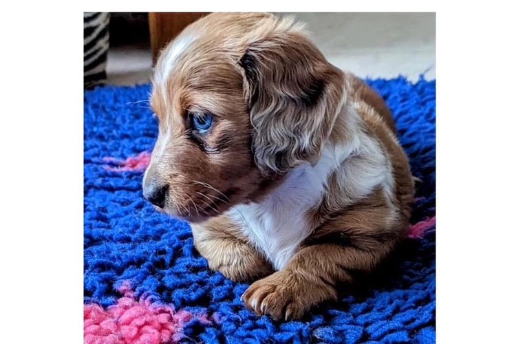 Tobiyah Dachshunds (MDBA Registered Breeder)