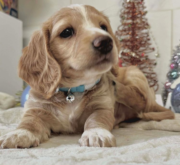 Tobiyah Dachshunds (MDBA Registered Breeder)