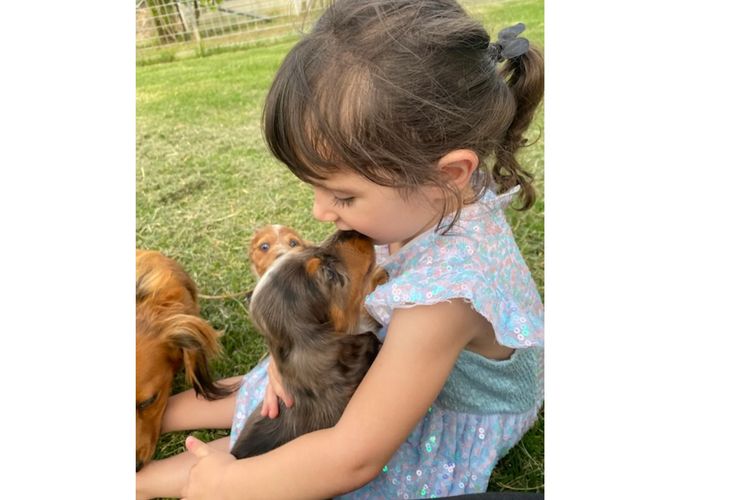 Tobiyah Dachshunds (MDBA Registered Breeder)