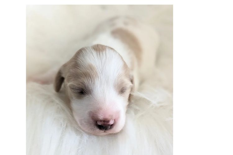 Tobiyah Dachshunds (MDBA Registered Breeder)
