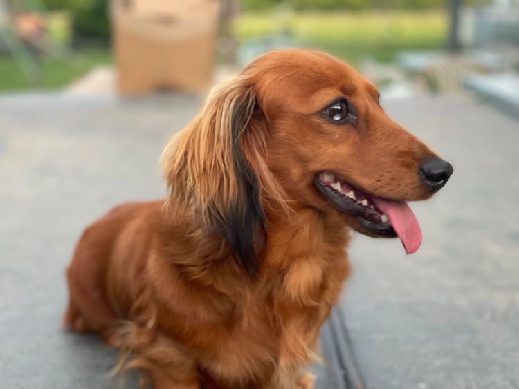 Tobiyah Dachshunds (MDBA Registered Breeder)