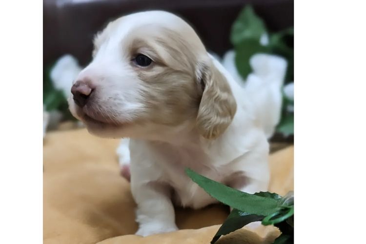 Tobiyah Dachshunds (MDBA Registered Breeder)