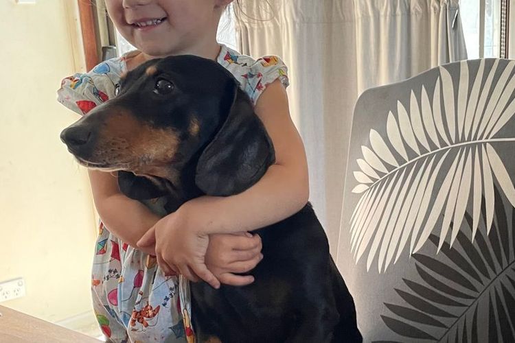Tobiyah Dachshunds (MDBA Registered Breeder)