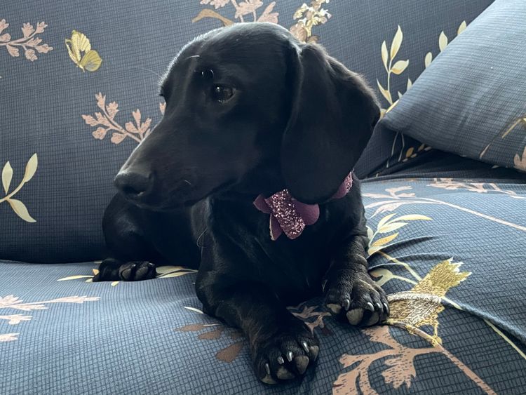 Tobiyah Dachshunds (MDBA Registered Breeder)