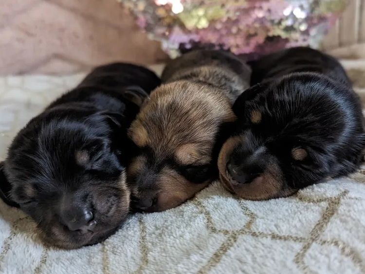 Tobiyah Dachshunds (MDBA Registered Breeder)