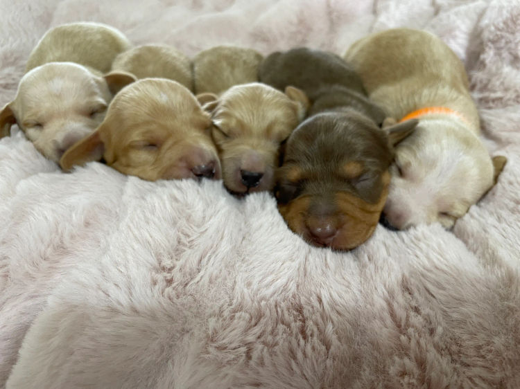 Tobiyah Dachshunds (MDBA Registered Breeder)